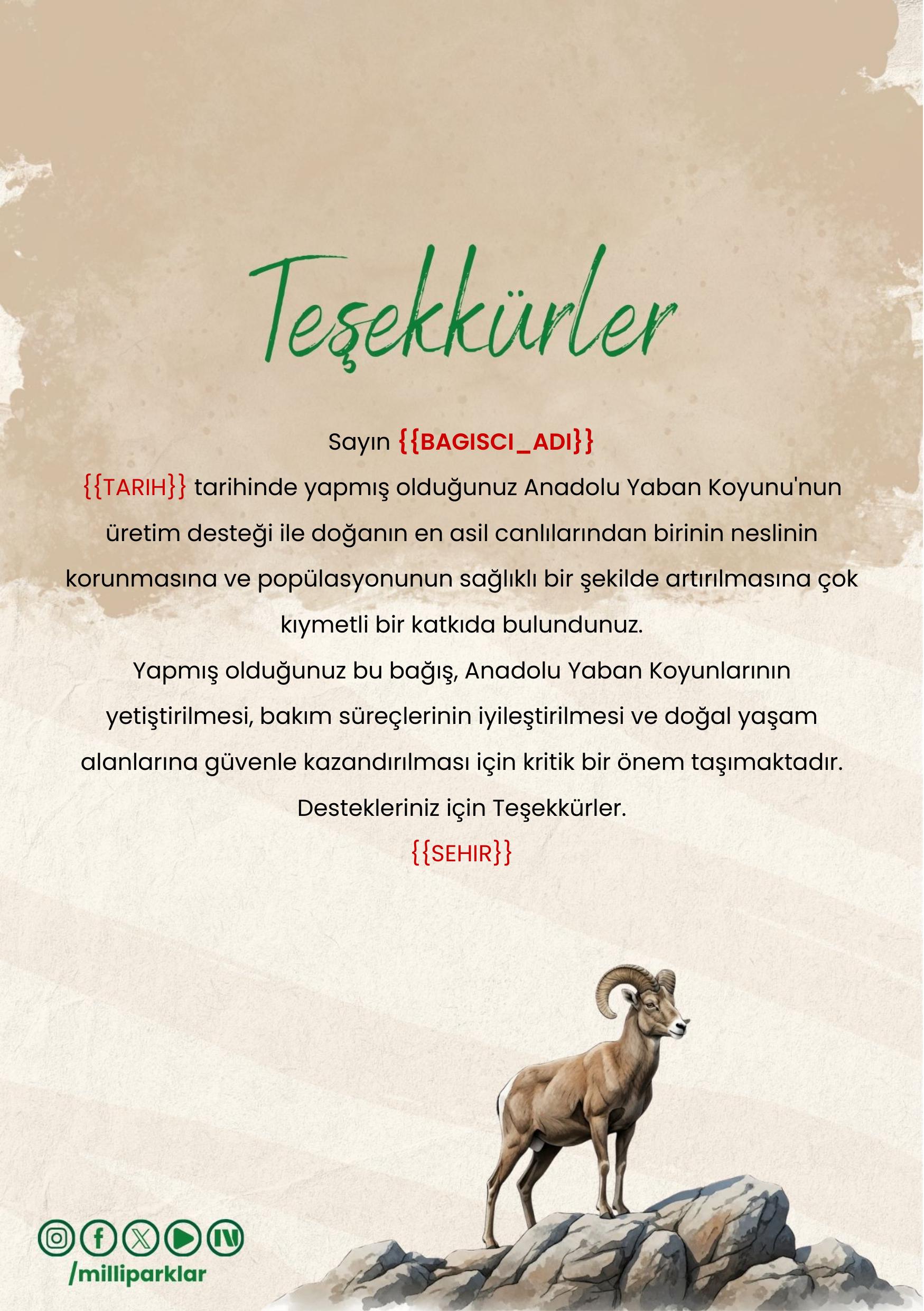 Anadolu Yaban Koyunu