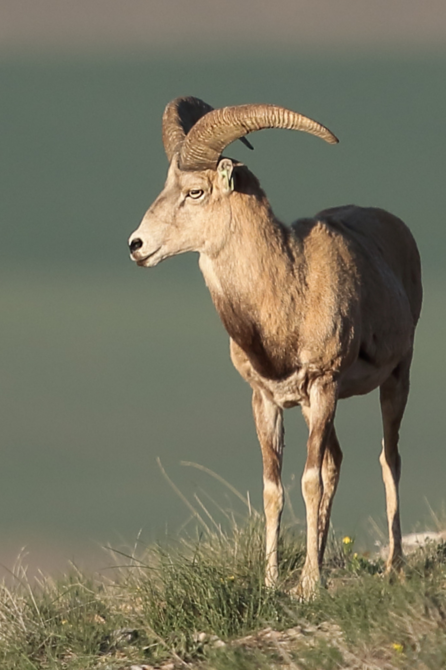 Anadolu Yaban Koyunu