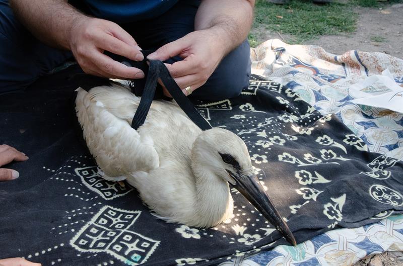 YAREN LEYLEĞİN YAVRULARI HALKALANDI, GÖÇ YOLCULUKLARI TAKİP ALTINDA