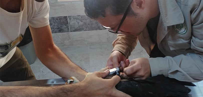 KELAYNAKLARIN GÖÇ YOLCULUĞU TAKİP ALTINDA: UMUT VE SILA'YA UYDU VERİCİSİ TAKILDI