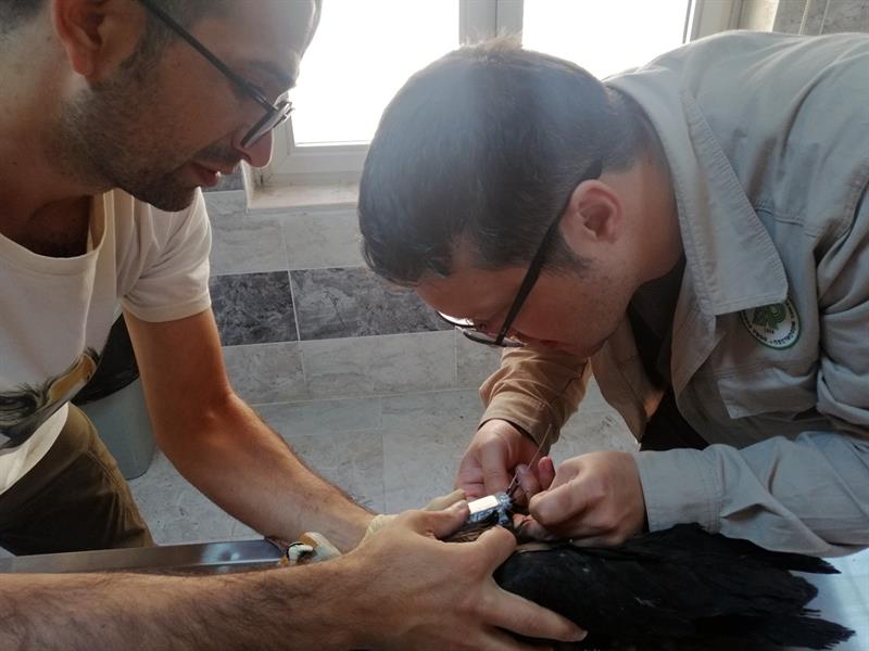 KELAYNAKLARIN GÖÇ YOLCULUĞU TAKİP ALTINDA: UMUT VE SILA'YA UYDU VERİCİSİ TAKILDI