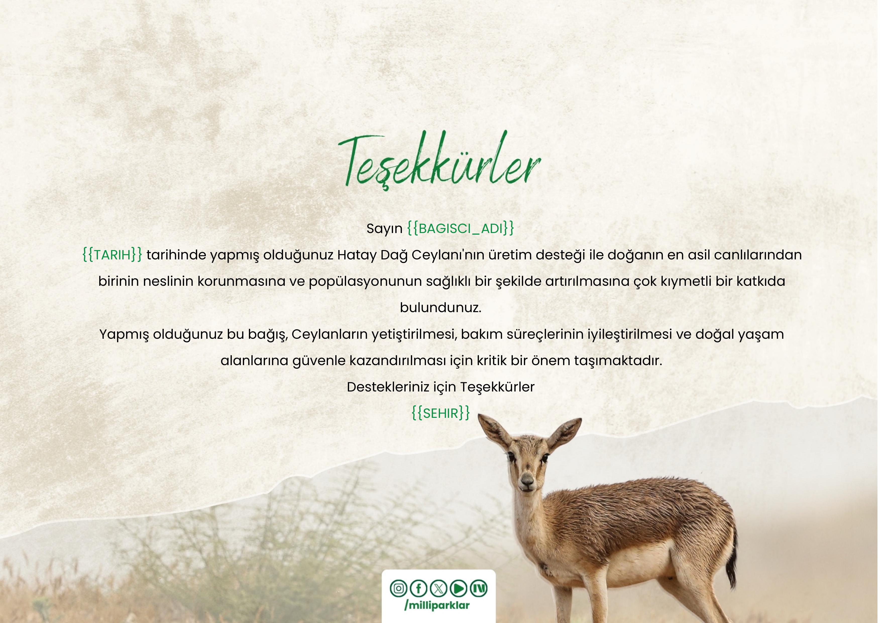 Dağ Ceylanı Salımı